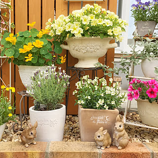 ガーデニング カインズホームのおしゃれなインテリア 部屋 家具の実例 Roomclip ルームクリップ