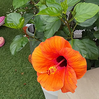 ハイビスカス鉢植えのインテリア実例 Roomclip ルームクリップ ハイビスカス鉢植えのインテリア実例 Roomclip ルームクリップ