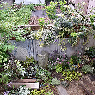 niwa clip/庭のある暮らし/アプローチのある暮らし/花のある暮らし/植物のある暮らし...などのインテリア実例 - 2018-04-15 19:50:17