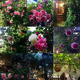 アイスバーグ レオナルド ダ ヴィンチのインテリア実例 Roomclip ルームクリップ