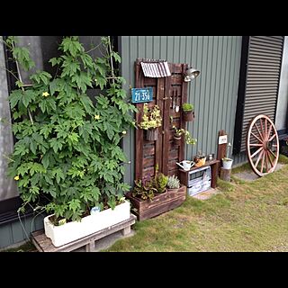 玄関/入り口/植物/DIY/ゴーヤ/家庭菜園...などのインテリア実例 - 2016-07-14 06:57:29