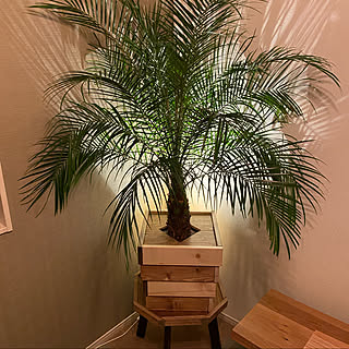 鉢カバー ヤシの木のおしゃれなアレンジ 飾り方のインテリア実例 Roomclip ルームクリップ