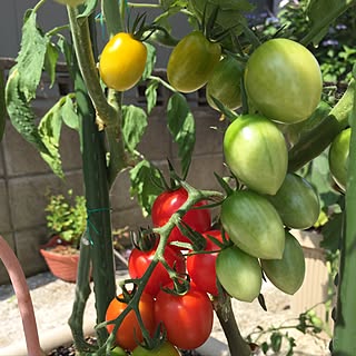 玄関 入り口 サントリー本気野菜のインテリア実例 Roomclip ルームクリップ