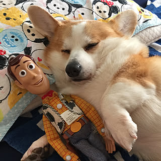 ベッド周り コーギーのインテリア実例 Roomclip ルームクリップ