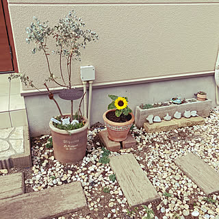 鉢植え ひまわりのインテリア実例 Roomclip ルームクリップ
