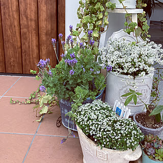 ガーデニング 沖縄のおしゃれなインテリア 部屋 家具の実例 2ページ目 Roomclip ルームクリップ