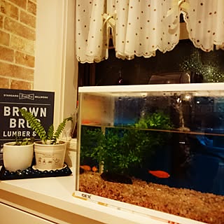 セリア 金魚水槽のインテリア実例 Roomclip ルームクリップ セリア 金魚水槽のインテリア実例 Roomclip ルームクリップ