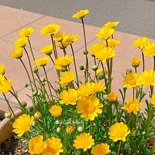 お花かわいいのインテリア実例 Roomclip ルームクリップ