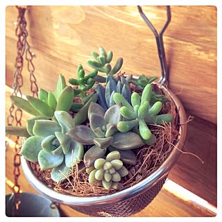 玄関/入り口/寄せ植え/玄関ではなく、ベランダです。/多肉植物/ガーデニング...などのインテリア実例 - 2015-07-31 16:17:56