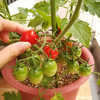 ミニトマトの苗のインテリア実例 Roomclip ルームクリップ