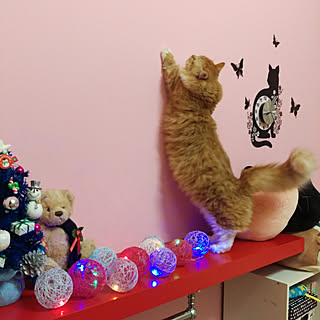 ねこ 3コインズのインテリア実例 Roomclip ルームクリップ ねこ 3コインズのインテリア実例 Roomclip ルームクリップ