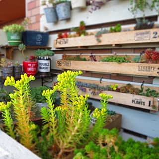 多肉植物/多肉植物 寄せ植え/多肉棚 DIY/木製プランター DIY/ベッド周り...などのインテリア実例 - 2017-05-05 06:48:36