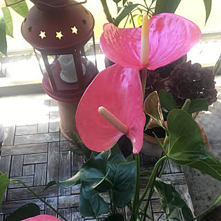 アンスリウム ピンクのインテリア実例 Roomclip ルームクリップ