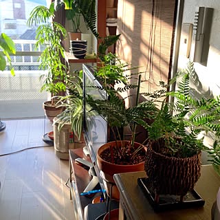 キッチン/すだれロールカーテン/キッチン側からの眺め/植物のある暮らし/夢の南向き...などのインテリア実例 - 2017-01-14 21:05:25