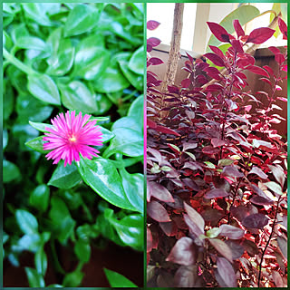 アルテルナンテラのインテリア実例 Roomclip ルームクリップ