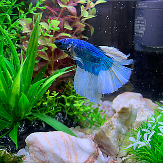 ベタ アクアリウム 熱帯魚のインテリア実例 Roomclip ルームクリップ ベタ アクアリウム 熱帯魚のインテリア実例 Roomclip ルームクリップ