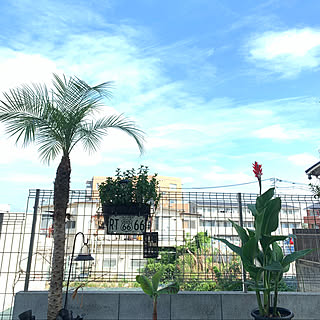 植物 カンナのおしゃれなアレンジ 飾り方のインテリア実例 Roomclip ルームクリップ
