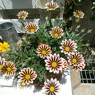 バス/トイレ/インテリアじゃなくてごめんなさい/いいね!押し逃げばかりでごめんなさい。/植物のある暮らし/いいね&フォローありがとうございます☆...などのインテリア実例 - 2017-06-13 16:14:45