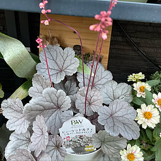 ヒューケラの花のインテリア実例 Roomclip ルームクリップ