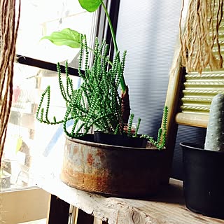 多肉植物 若緑のおしゃれなアレンジ 飾り方のインテリア実例 Roomclip ルームクリップ
