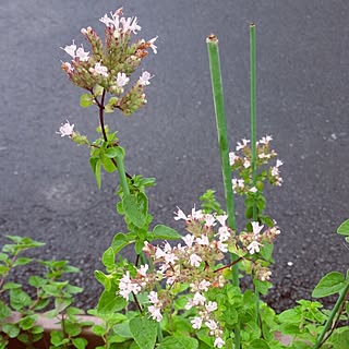 玄関/入り口/写真とは関係無い話付き/定番ではない/oregano/オレガノは爽やかな香り...などのインテリア実例 - 2016-07-11 20:35:37