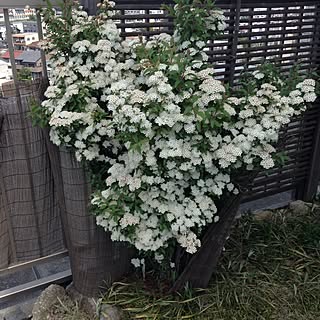 部屋全体/ルーフバルコニー/ベランダガーデン/グリーンのある暮らし/和庭...などのインテリア実例 - 2016-05-08 21:43:46