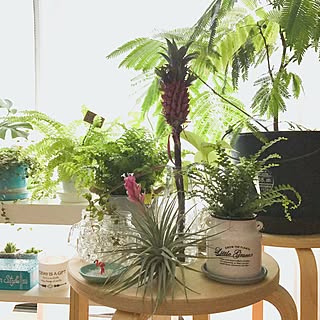 部屋全体/フラミンゴちゃん♡/masu…名人のレンガダミーブック♡/エバーフレッシュ/花パイン...などのインテリア実例 - 2017-06-06 21:13:25