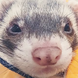 いたちのインテリア実例 Roomclip ルームクリップ