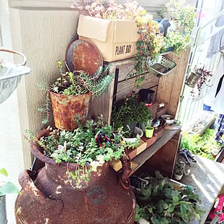 棚/ベランダ/DIY棚/北海道でベランダガーデン/多肉植物寄せ植え...などのインテリア実例 - 2016-10-04 01:39:10