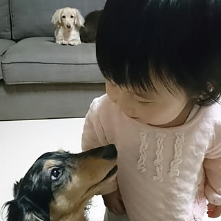 犬と子供と暮らすのインテリア実例 Roomclip ルームクリップ