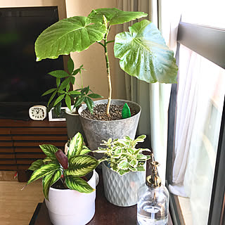 ウンベラータ コーナンのインテリア実例 Roomclip ルームクリップ