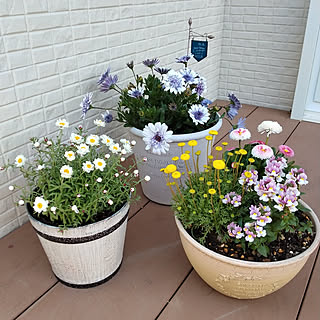 花かんざし オステオスペルマムダブル シルバーのインテリア実例 Roomclip ルームクリップ