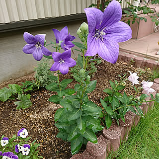 壁/天井/庭/花壇 DIY/花のある暮らし+..・* ❁/緑のある暮らし...などのインテリア実例 - 2019-06-18 19:12:55