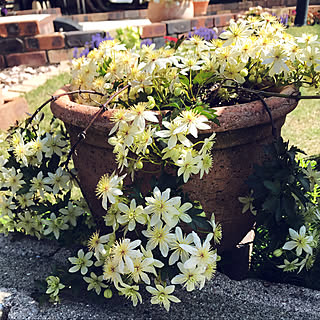 クレマチス ペトリエイのインテリア実例 Roomclip ルームクリップ クレマチス ペトリエイのインテリア実例 Roomclip ルームクリップ