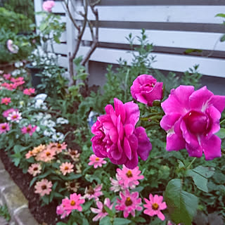 ジニア 庭のある暮らしのインテリア実例 Roomclip ルームクリップ