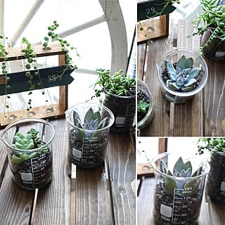 多肉植物 試験管のインテリア実例 Roomclip ルームクリップ 多肉植物 試験管のインテリア実例 Roomclip ルームクリップ