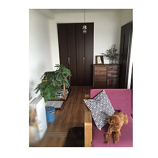 机/犬ゲージ/犬ケージ/ニトリ/寝室...などのインテリア実例 - 2017-05-06 22:18:05