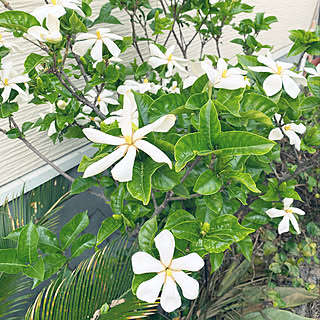 クチナシの花のインテリア実例 Roomclip ルームクリップ クチナシの花のインテリア実例 Roomclip ルームクリップ