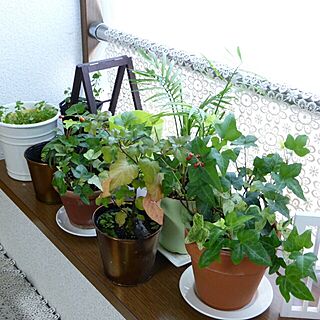 棚/salut！/窓辺/観葉植物/植物...などのインテリア実例 - 2013-11-14 12:26:26