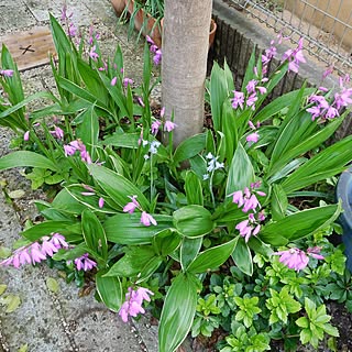 クロガネモチのインテリア実例 Roomclip ルームクリップ