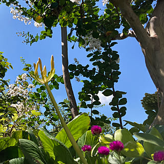 庭 百日紅のインテリア実例 Roomclip ルームクリップ