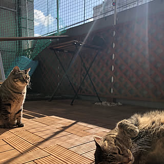 猫 ベランダdiyのインテリア 手作りの実例 Roomclip ルームクリップ 猫 ベランダdiyのインテリア 手作りの実例 Roomclip ルームクリップ