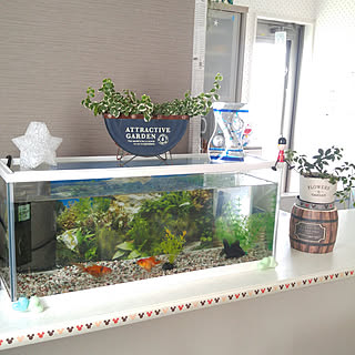 Roomclipドラマ化 我が家の金魚ちゃん達 彡のインテリア実例 Roomclip ルームクリップ