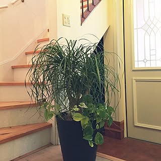 ポニーテール トックリランのインテリア実例 Roomclip ルームクリップ