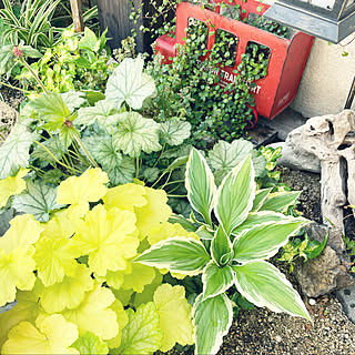 花壇 カリフォルニアスタイルに憧れるのおしゃれなインテリアコーディネート レイアウトの実例 Roomclip ルームクリップ