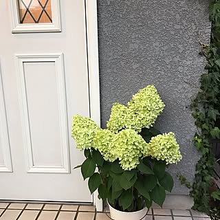 玄関/入り口/あじさいライムライト/花のある暮らし/ねこと暮らす。/猫との暮らし...などのインテリア実例 - 2017-06-24 19:19:00