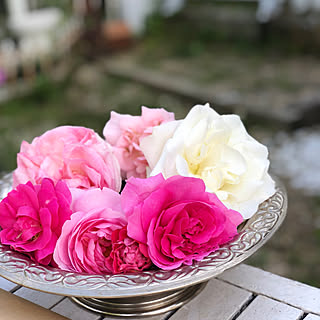 机/アイスバーグ/ブライダルピンク/つるばらパレード/セプタードアイル...などのインテリア実例 - 2018-05-20 17:48:41