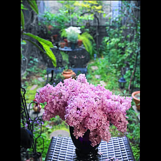 ライラックの花のインテリア実例 Roomclip ルームクリップ