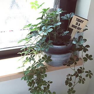 3コインズ ガーデンピックのインテリア実例 Roomclip ルームクリップ