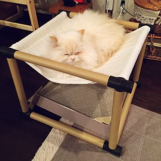 リビング 猫 ハンモックのインテリア実例 Roomclip ルームクリップ